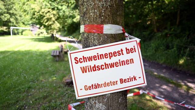 Schweinepest: Drei weitere tote Wildschweine infiziert