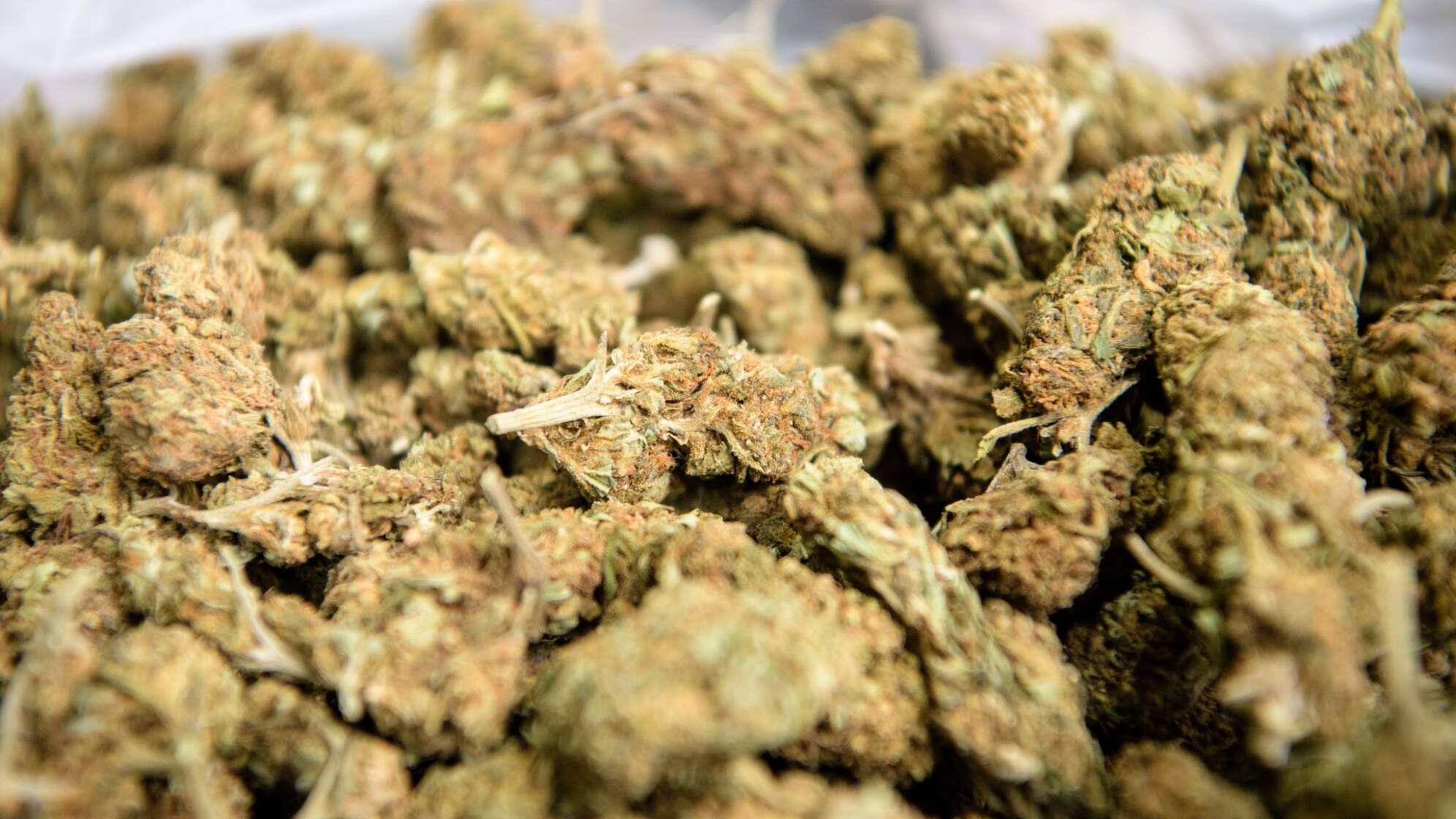 Verbrennung einer halben Tonne Marihuana