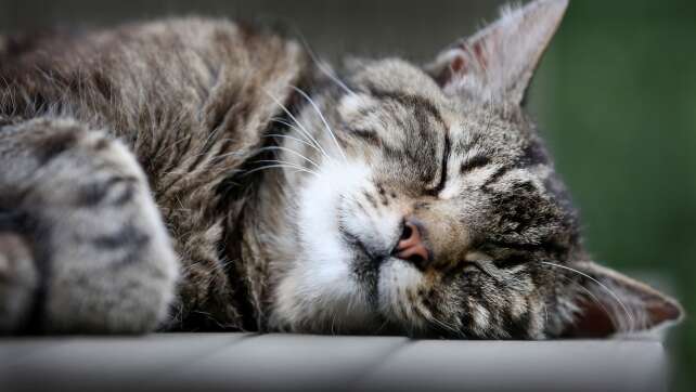 Katzen sind Linksschläfer – aus gutem Grund