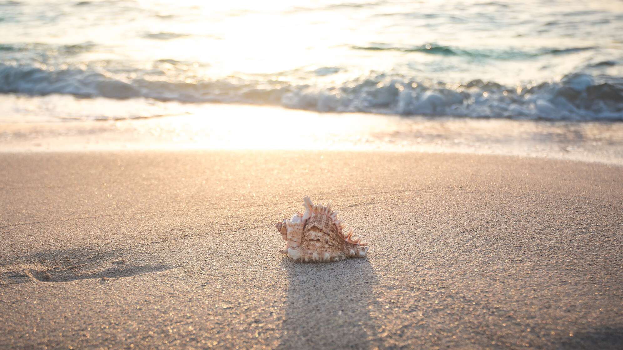 Muschel an einem Strand