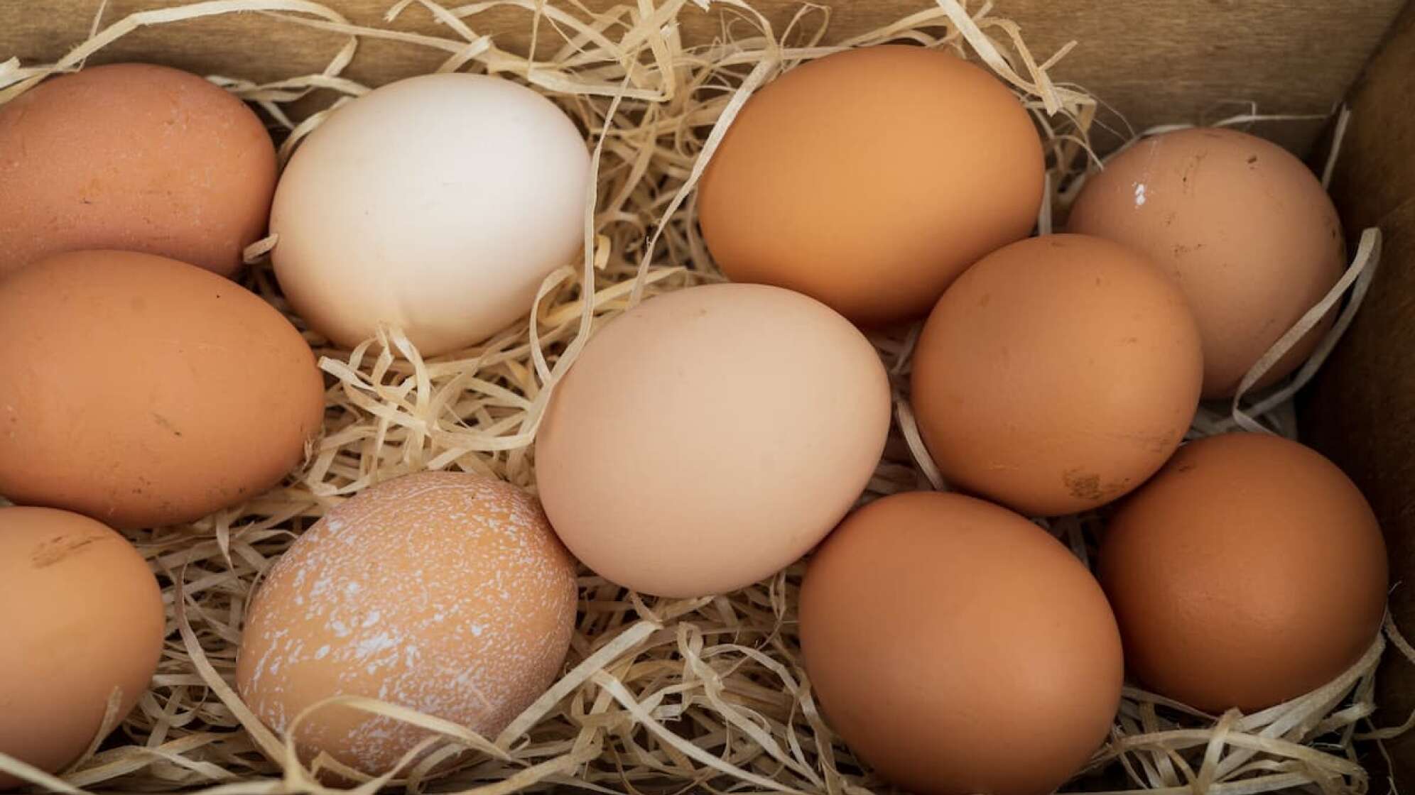 Eier