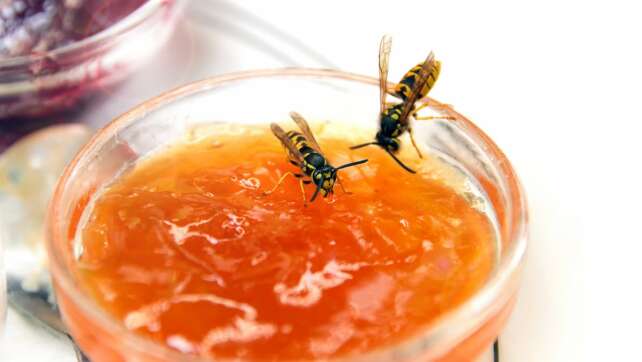 Effektive Abwehr: 10 Tipps gegen Wespen