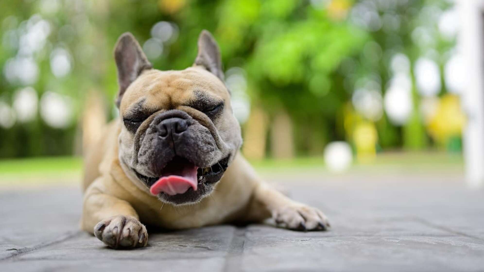 Hund liegt mit rausgestreckter Zunge auf dem Boden
