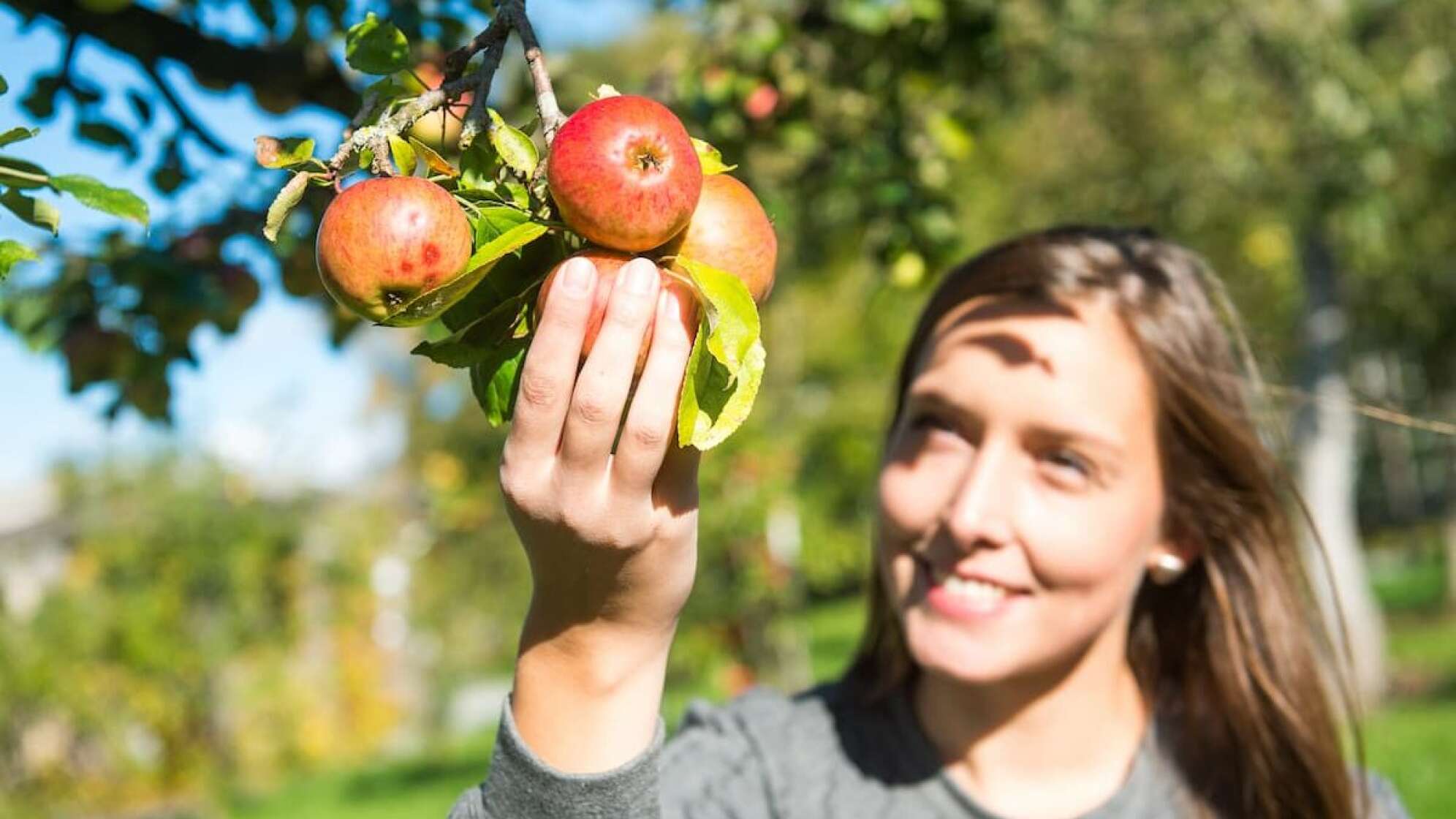 Frau pflückt Apfel vom Baum