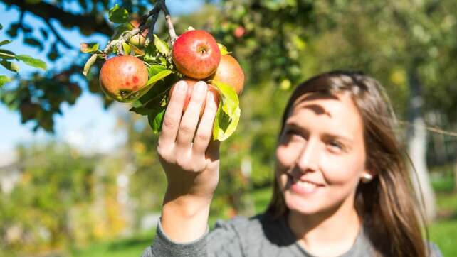 Gratis Obst ernten in NRW - hier ist das möglich