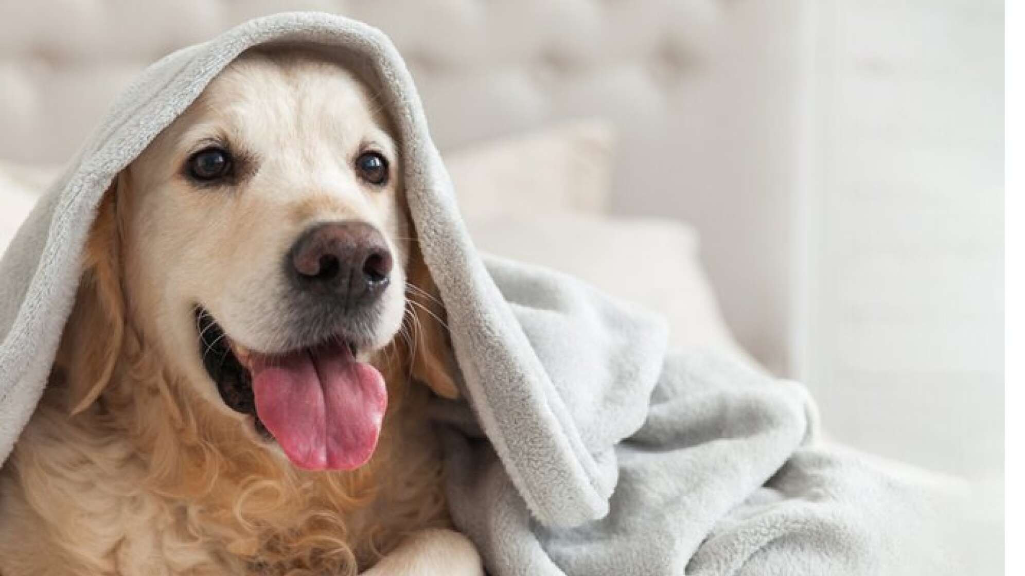 Hund mit Decke über dem Kopf