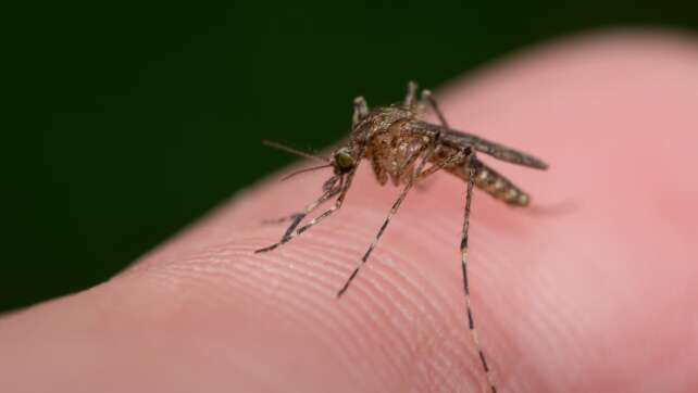 Mückenbekämpfung im Zimmer: So einfach findest du die Nervensägen