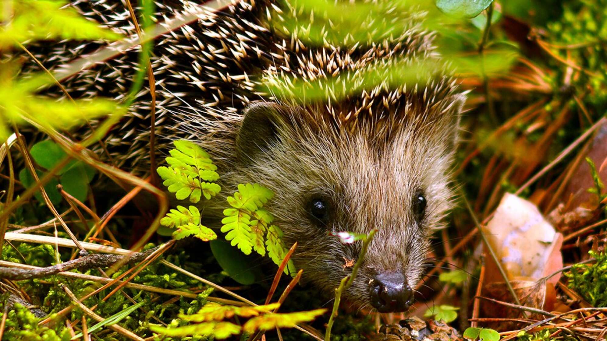 Ein Igel in einer Wiese