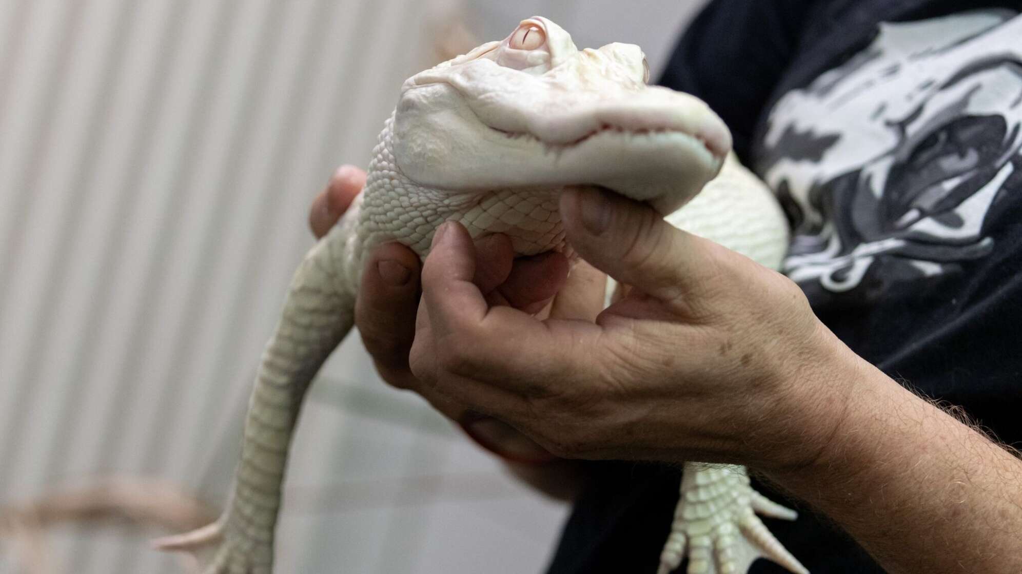 Ein weißer Alligator in den Händen eines Mannes