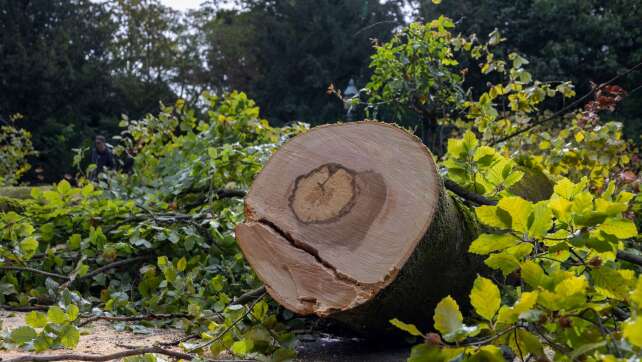 Gefährliche Stadtbäume? Klimawandel fordert Baumkontrolleure