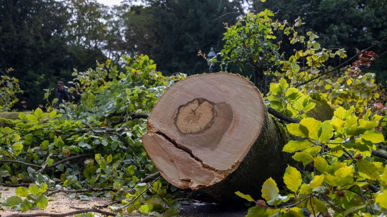 Gefährliche Stadtbäume? Klimawandel fordert Baumkontrolleure