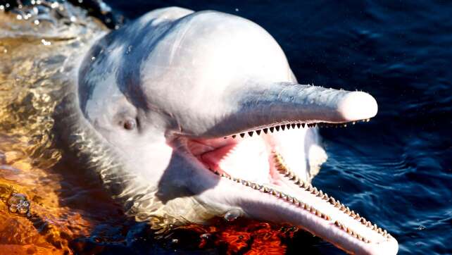 Amazonasgebiet: Über 100 tote Flussdelfine entdeckt