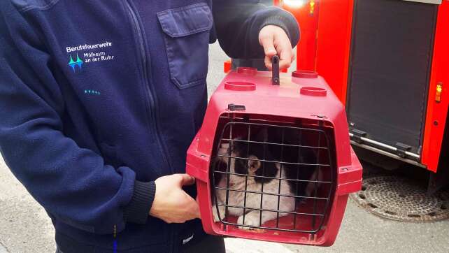 Sturz bei Rettungsaktion - Katze aus Kaminschacht befreit