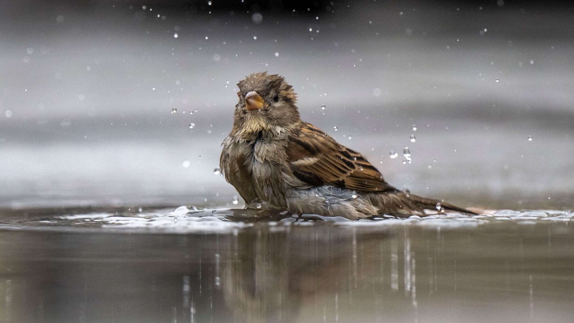 Haussperling/Spatz