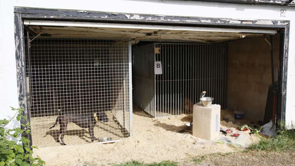 Haftstrafen für Mitglieder von Hundekampf-Ring