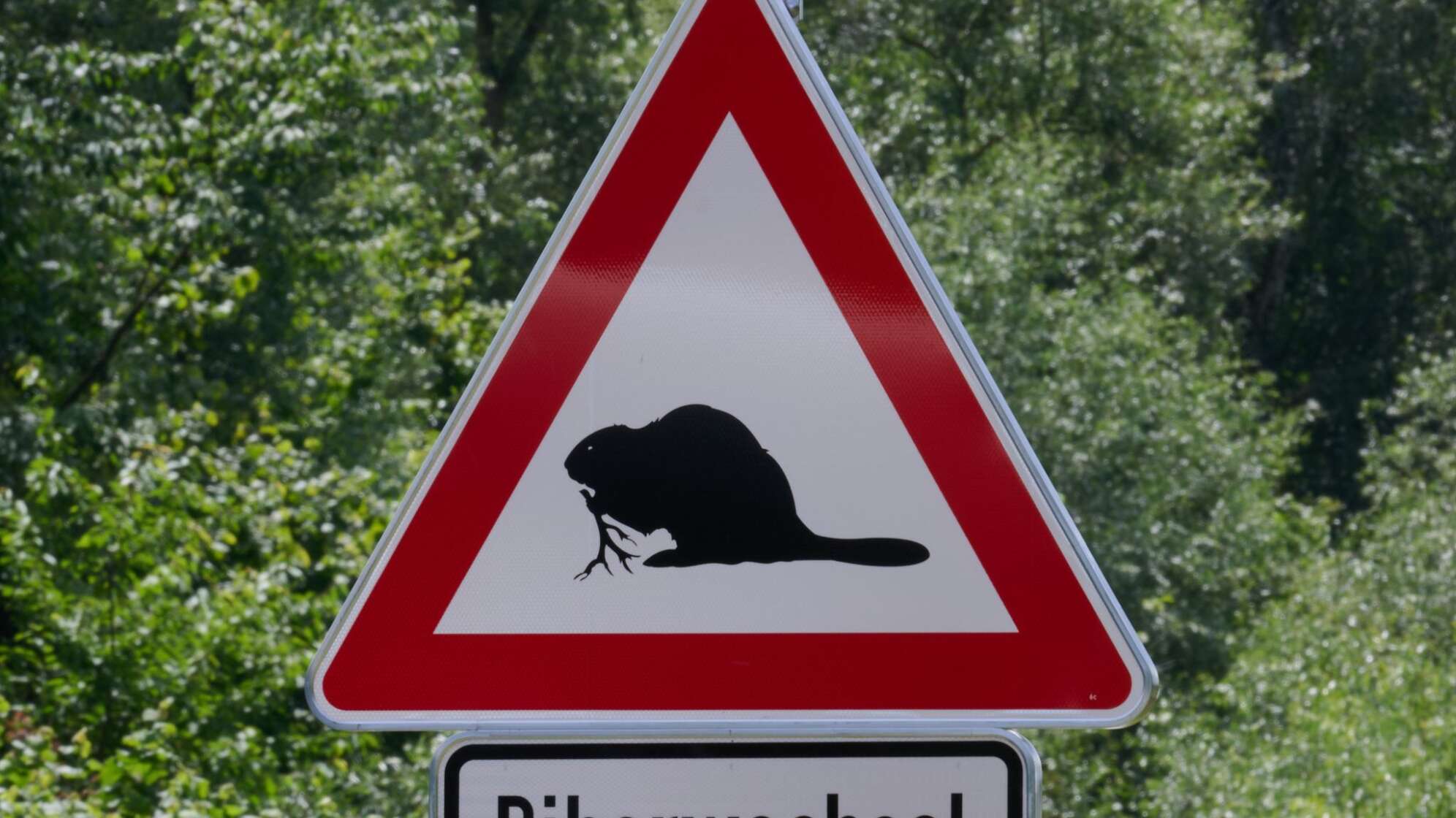 Erstes Straßenschild warnt vor kreuzenden Biebern