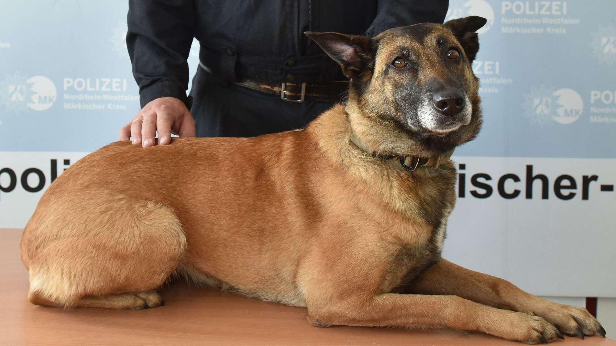 Diensthündin findet vermisste Vierjährige in Plettenberg