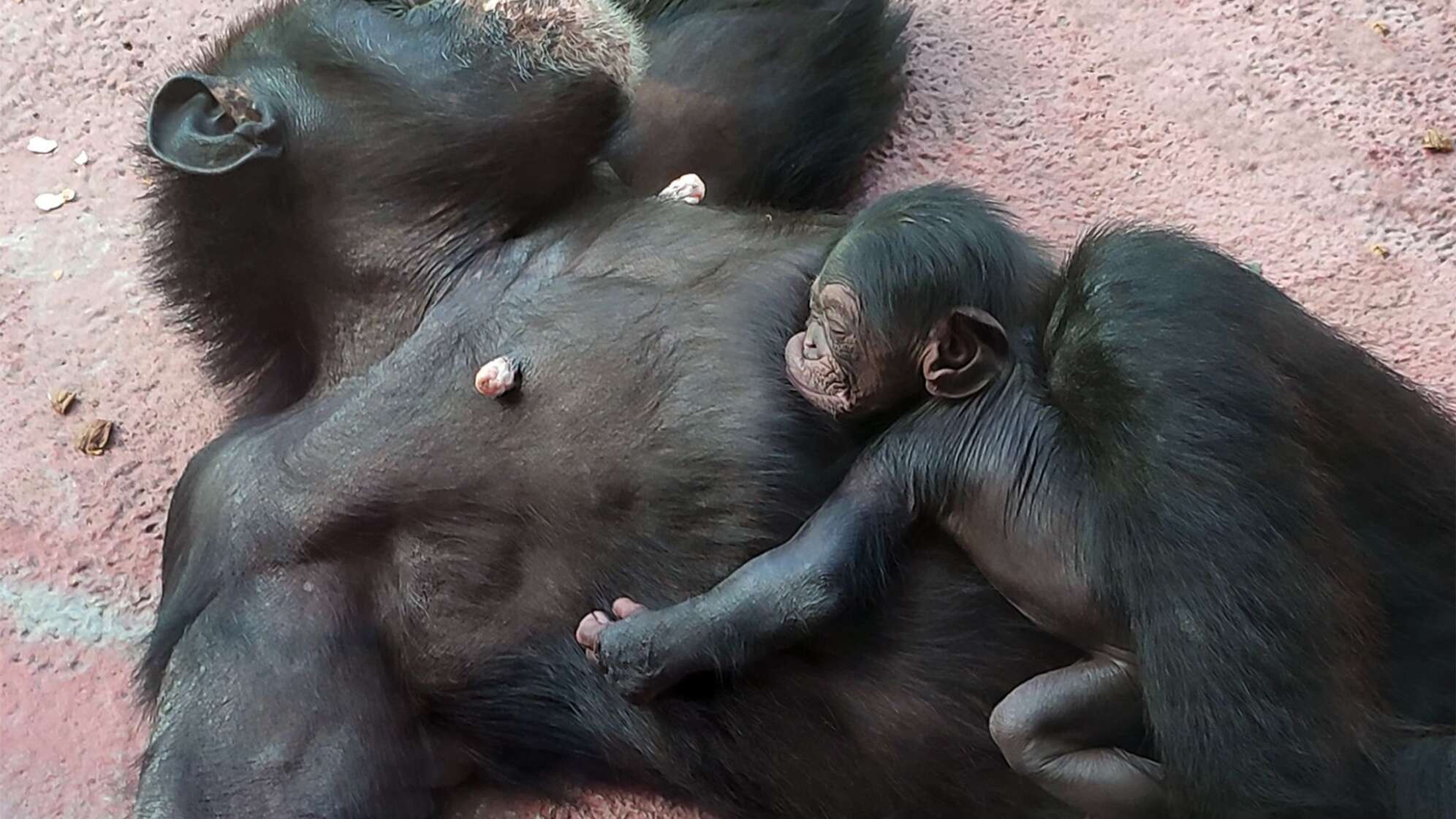 Neugeborener Schimpanse im Gelsenkirchener Zoo
