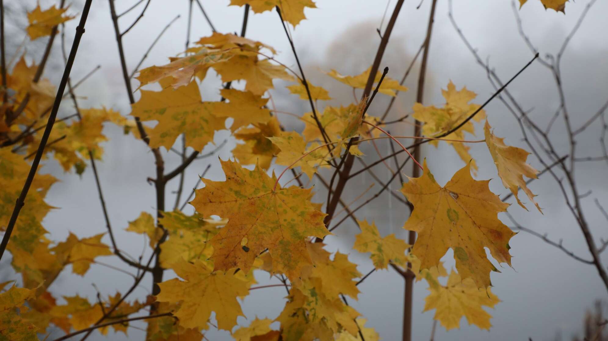 Herbst