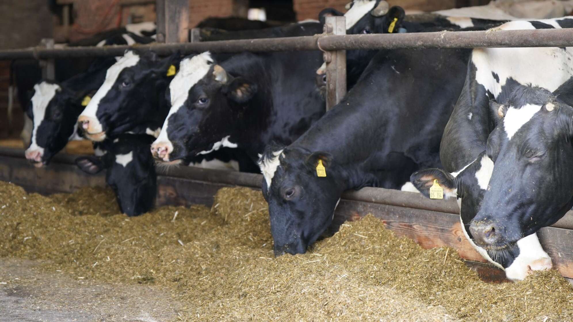 Milchkühe in einem Kuhstall
