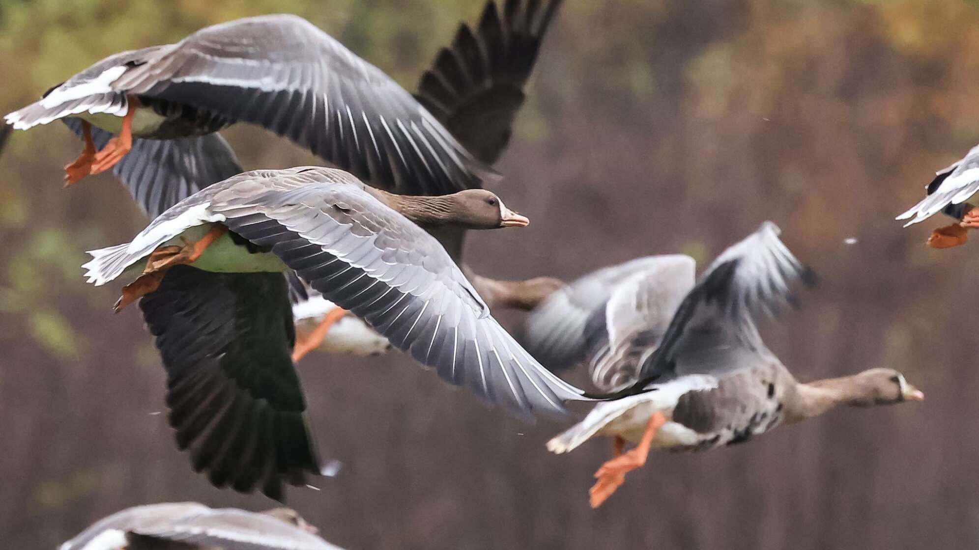 Wildgänse sind zurück am Niederrhein