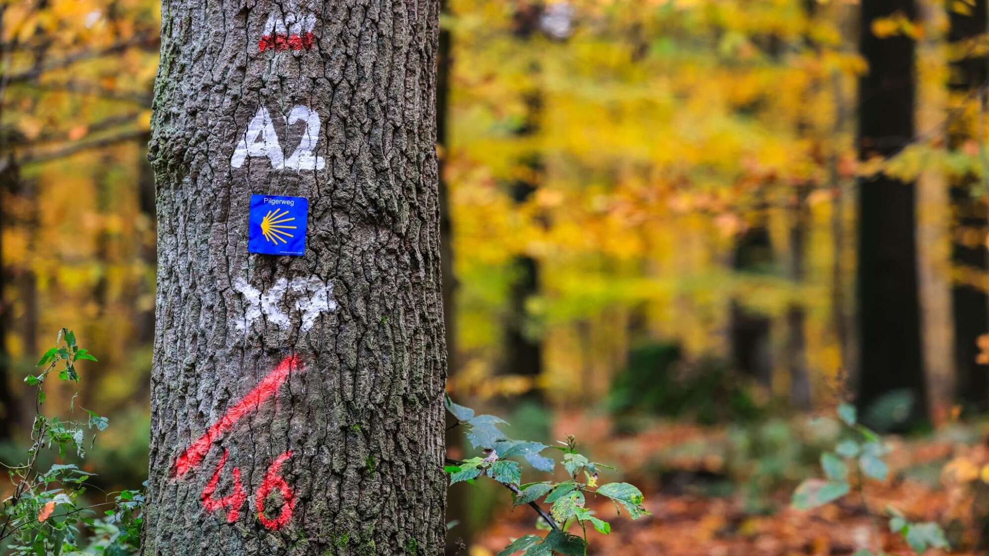 Der Reichswald am Niederrhein