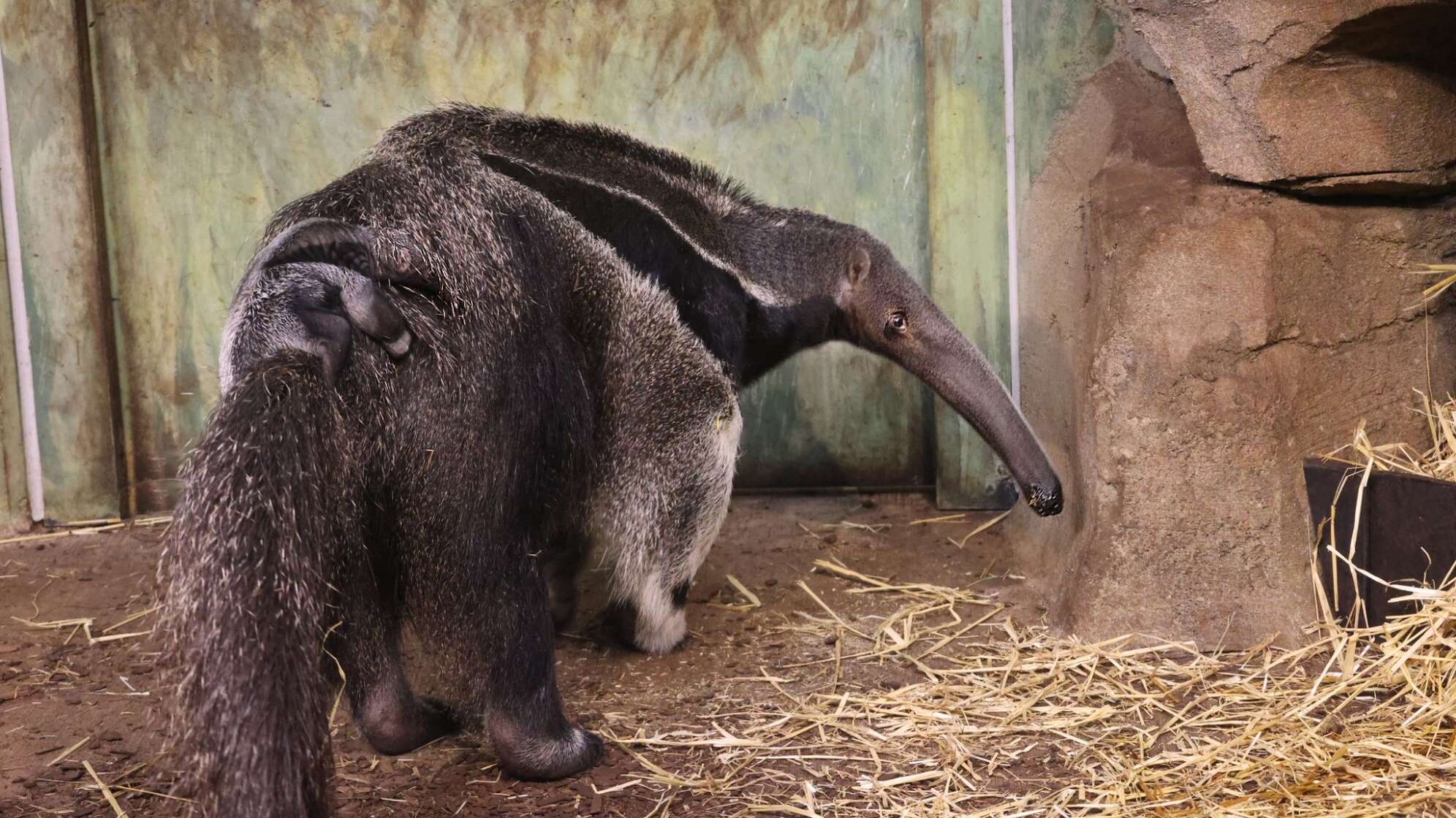 Ameisenbär-Nachwuchs im Zoo Münster